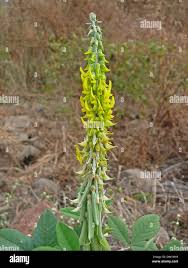 Image result for Crotalaria parvula
