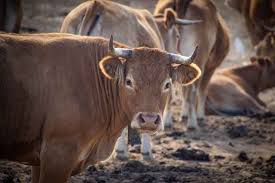 Check spelling or type a new query. Do Female Cows Have Horns Can Girls Have Them Too