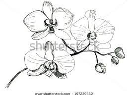 Hand Drawing Orchid Flower Sketch Flower Line Drawings Orchid Drawing Flower Drawing