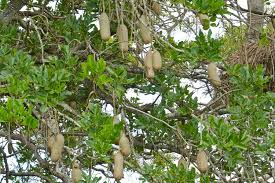 Image result for Kigelia africana