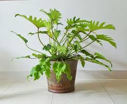 Philodendron xanadu plants are considered poisonous and should be kept away from pets and children. Philodendron Xanadu Indoor House Plants Air Purifying Plants