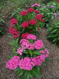 For sheer flower power, petal hues and plant forms, this bloomer is tough to beat. Colorful Summer Bedding Plants Take The Heat