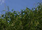 Image result for Acacia schweinfurthii