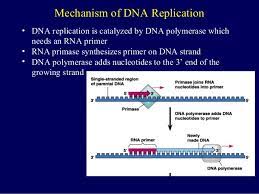 Student's dna replication powerpoint show; Dna Replication