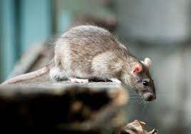 Shipley fast response pest control serviceshipley emergency pest control. Pest Control Shipley 0113 350 3342 Yorkshires Pest Exterminators
