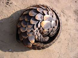 We did not find results for: 60 Pangolin Ideas Pangolin Endangered Animals Mammals