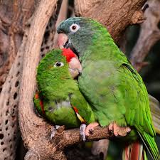 No baby's success is guaranteed before its birth, but you may be able to give your child a helping hand that will stick with them through their life. 450 Best Names For Lovebirds Pethelpful