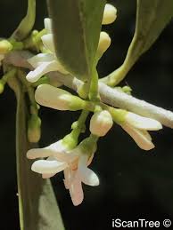 Image result for Chionanthus foveolatus