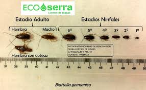 Las cucarachas en la casa , sobre todo en la cocina, se pueden convertir en una plaga repugnante y difícil de eliminar si no se cuenta con los cuidados necesarios. Tiene Cucarachas Pequenitas En La Cocina Aqui Su Solucion Para Eliminar Esas Molestas Cucarachas Ecoserra Tratamientos De Termitas Y Plagas En Valencia