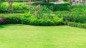 Zoysia grass (sometimes referred to as zoysigrass) is a popular variety of lawn grass that does especially well in warm climates. How To Eliminate Zoysia Grass From Your Lawn Girard On Girard
