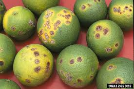 Types Of Citrus Fruits Citrus Canker Xanthomonas Citri Xanthomonadales Xanthomonadaceae Cankers Citrus Plant Pathology