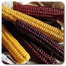 Heirloom Flint Corn Originally From The Western Abenaki Sokoki People Of Vermont Description From Seedratings Com I Searc Flint Corn Corn Seed Organic Corn