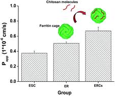 Ferritin regulates organismal energy balance and thermogenesis. Chitosan Binding Onto The Epigallocatechin Loaded Ferritin Nanocage Enhances Its Transport Across Caco 2 Cells Food Function Rsc Publishing