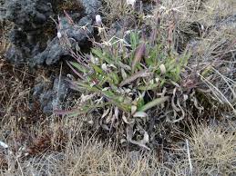 Image result for Lactuca inermis