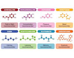 This covers everything from disney, to harry potter, and even emma stone movies, so get ready. Common Neurotransmitters And Their Functions Quiz