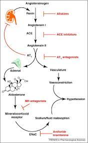 Check spelling or type a new query. The Renin Angiotensin Aldosterone System And Glucose Homeostasis Trends In Pharmacological Sciences