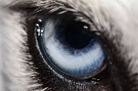 Despicablealexis Husky Wolf Eyes Husky Eyes Animal Paintings Acrylic