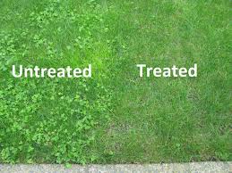 It's a systemic herbicide that becomes rainproof in just 1 hour. Benefits Of Using Fiesta Organic Weed Control Eden