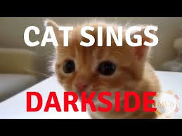 Cats Singing Song Darkside By Alan Walker Parody Youtube Alan Walker Singing Songs