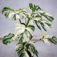 Image result for Monstera