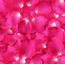 Doja's equally capable as a rapper and a singer, but it's her understanding of melody that makes the project flow. Hot Pink Rose Petals Fresh Rose Petals Flower Explosion
