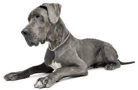 As great dane breeders in michigan, we offer quality pups. Great Dane Puppies For Sale In Indiana Adoptapet Com