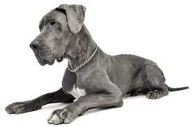 Learn more about vanmar great danes of colorado in colorado. Great Dane Puppies For Sale In Colorado Adoptapet Com