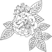 Ausmalbilder Rosen Malvorlagen Kostenlos Zum Ausdrucken