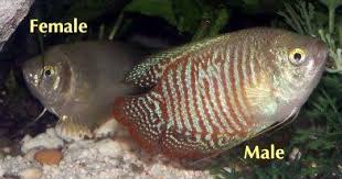 Http Aquariumtidings Com Wp Content Uploads 2014 07 Male Female Dwarf Gourami Jpg Female Dwarf Best Aquarium Fish Betta Aquarium