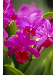 Allan Seiden Poster Print Wall Art Print Entitled Pink Cattleya Orchids None Orchid Flower Cattleya Orchid Beautiful Orchids