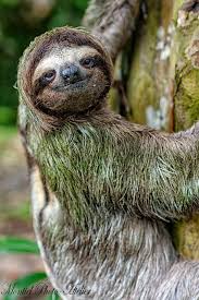 Sloth I Have A Special Love Of These Sloths With Potentially Multiple Mold Treating Antibiotics Sloth Photos Animals Cute Sloth Pictures
