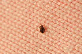 South Korea Launches Campaign To Squash Bedbugs After Outbreak Takes Hold |  South Korea | The Guardian