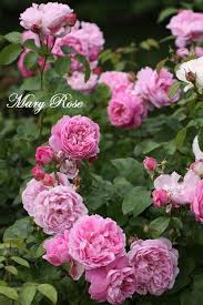 David Austin Rose Mary Rose In Our Garden In Moenchhagen Near Rostock Rose Gardening Design David Austin Roses Rose Garden Design