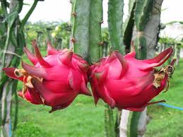 Maybe you would like to learn more about one of these? Teknologi Penyinaran Lampu Bohlam Mampu Meningkatkan Produktivitas Buah Naga Agrozine