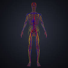 3d Model Arteries Veins Nerves Arteries And Veins Arteries Nerve