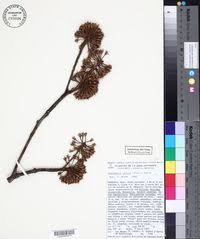 Image result for Manilkara koechlinii