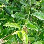 Image result for Colletoecema tortistilum