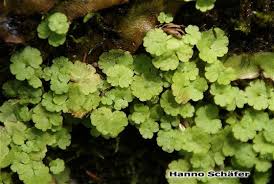 Image result for Sibthorpia europaea