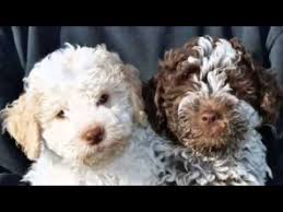 We are super excited to introduce the amazing lagotto romagnolo dogs! 60 Seconds Of Cute Lagotto Romagnolo Puppies Youtube