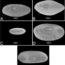 Image result for Aeschynomene multicaulis