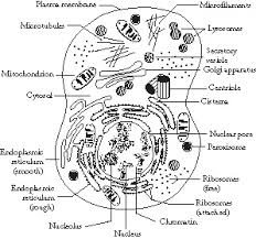 the structure of prokaryote and eukaryote cells