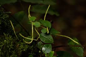 Image result for Peperomia fernandopoiana