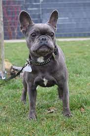 Französische bulldogge welpe guten tag von unseren 6 er wurf französischer bulldoggen in blue sucht noch ein mädchen ein schönes zuhause. Wer Gibt Der Zweijahrigen Franzosische Bulldogge Eine Neue Chance Luna Sucht Nach Ganz Viel Kuschelzeit Haltern