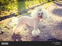 Dog Poodle Haircut Image Photo Free Trial Bigstock