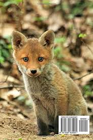 Every time you see a tiny newborn animal, you can't help but break out into a huge grin. Baby Fox Animal Journal 150 Page Lined Notebook Diary Creations Cs 9781539435921 Amazon Com Books