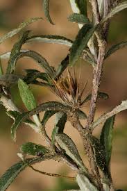 Image result for Dicoma tomentosa