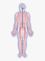 Polish your personal project or design with these nervous system diagram transparent png images, make it even more personalized and more attractive. Blank Nervous System Diagram Icse Solutions For Class 10 Biology The Nervous System And Sense Organs A Plus Topper Understanding Your Central Nervous System Is Integral To Understanding Your Self