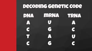 decode from dna to mrna to trna to amino acids