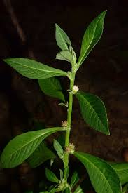 Image result for Struchium