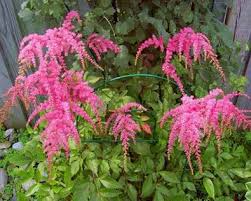 Log in to see your price. Astilbe Thunbergii Ostrich Plume Degroot